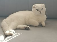 Oyuncu ve sevimli mavi boncuk scottish fold