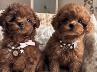 Sevimli Toy Poodle Yavrularım
