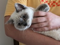 ücretsiz sahiplendirilecek 2 yaşında gri british shorthair