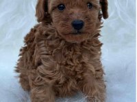 Anne Altından Safkan Toy Poodle Yavrularım
