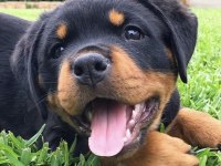 Dişi erkek Rottweiler yavrularımız