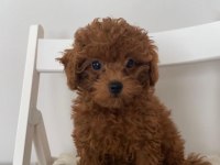 RED BROWN TOY POODLE