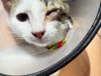 KEDİMİZ ÇIRPIK YUVA ARIYOR