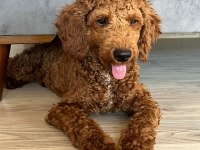 Toy poodle 4.5 aylık