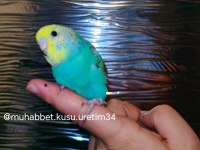Konuşturmak ve eğitim için muhabbet kuşları