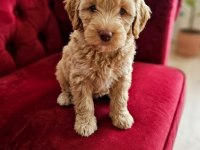 Maltipoo Yavrular