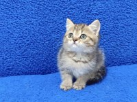 TESLİME HAZIR MÜKEMMEL BİR BRİTİSH PONÇİK 