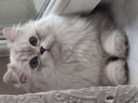 11 aylık british longhair mavi göz