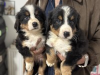 Petmode köpek çiftliğinden bernese yavrularımız