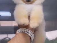 Pomeranian Boo Dişi 2.5 Aylık Teacup