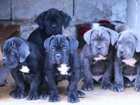 Fcı-Kıf Secereli Safkan Cane Corso Köpekler