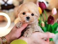 Teddy Bear Kore Kanı Toy Poodle Yavrularımız