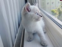 British Shorthair Dişi Yavru