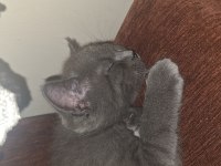 Safkan british shorthair yavrular