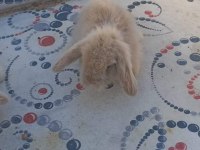 Hollanda Teddy Lop tavşan yavruları