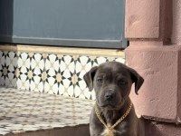 Cane corso yavrular