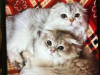 Cok uygunsa safkan kaliteli longhair erkek