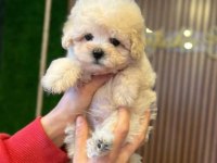 SHOW KALİTE MALTİPOO YAVRULAR