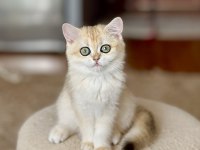Şecereli british shorthair dişi yavru