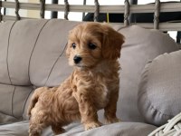 2 aylık dişi maltipoo