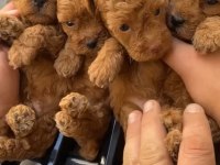 TOY POODLE EVİNİZİN MASKOTU OLACAK