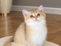Safkan British Shorthair Chocolate Golden Erkek