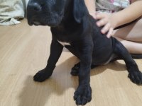 60 günlük dişi yavru cane corso