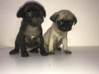 Pug bebişler