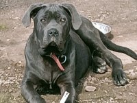 7 AYLIK ERKEK BLUE CANE CORSO
