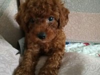 Orijinal toy poodle bebekleri