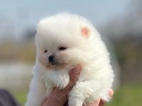 Beyaz Pomeranian Boo