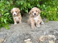 Maltipoo core yavrularımız sağlık ve ırk garantilidir