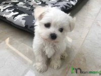 Orijinal mükemmel maltese terrier yavrularımız