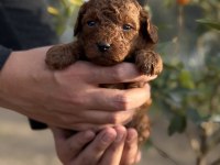 Sevgi ile büyüyen poodle yavrularım yeni ailelerini arıyor