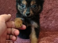 Hem minyatür hemde sevimli pinscher bebekler