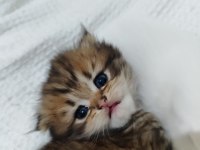 Scottish fold ve scottish straigt erkek yavrular