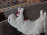 Scottish fold oyun oynamayı çok seviyor