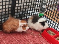 Guinea pig sağlıklı erkek ve dişi