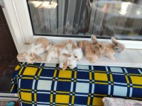 Hollanda Teddy Lop Tavşan