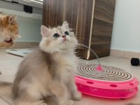 BRITISH LONGHAIR ŞAMPİYON ANNENİN YAVRUSU