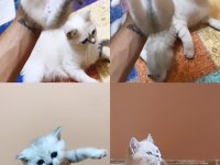 Kediler Toplu sahiplendirme olacaktır