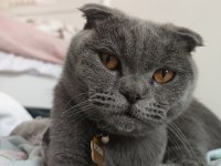 1.5 yaşında erkek aşıları tam scottish fold
