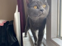 British shorthair kedisi
