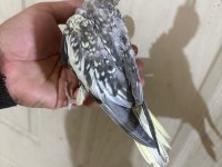 38 Günlük konuşturmalık bebek sultan papağanı