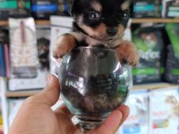 Minnacık teacup LONGHAİR CHİHUAHUA
