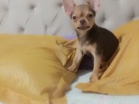 Görüşülür chihuahua
