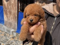 Toy poodle yavrularımız