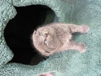 50 günlük orijinal british shorthair bebekler