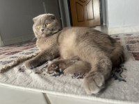 1.5 Buçuk Yaşında Erkek Scottish Fold