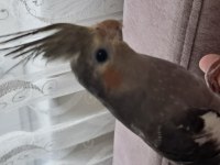 YAVRU SULTAN PAPAĞANI BEBEK